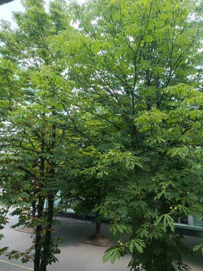 The image shows a close-up view of two large trees with green leaves and developing horse chestnuts. The trees fill most of the frame, with their branches and foliage dominating the scene. In the background, a light blue building with windows can be seen, suggesting an urban or suburban setting. Paved ground with square concrete bases around tree trunks is also visible, implying a park or street environment. The lighting suggests it is daytime, and the overcast sky indicates potentially cloudy weather. There are no people or specific activities depicted, the focus is entirely on the trees and their surroundings. The location is identified as Pokrov, Ukraine.