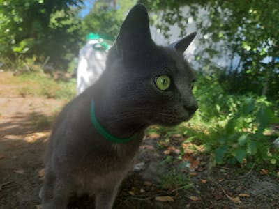 A close-up, eye-level shot captures a short-haired gray cat with bright green eyes, wearing a thin green collar. The cat is positioned on the right side of the frame, looking to the right. Its ears are pointed upwards. The background is blurred, featuring lush green foliage, trees, and some white objects, possibly containers. The ground in the foreground is dirt with scattered leaves. The lighting suggests an outdoor setting during the day. The overall scene appears to be a residential area or a backyard in Liubakhy, Ukraine, given the hint.