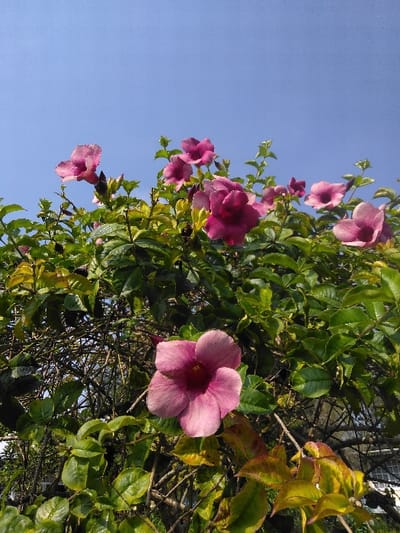 The image captures a low-angle perspective of a flowering plant, located in České Žleby, Czechia, against a clear, cloudless blue sky. The primary subjects are numerous campanulate (bell-shaped) flowers exhibiting shades of pink and magenta, interspersed among dense, vibrant green foliage. One prominent, fully open flower, light pink with a darker magenta center, is positioned in the lower-central portion of the frame. Several other flowers and buds, ranging from light pink to deeper magenta, are visible within the leafy canopy in the upper half of the image. The leaves are ovate and green, with some lower leaves showing signs of yellowish discoloration. Intertwining branches are partially visible through the foliage. The upper third of the composition features an uninterrupted bright blue sky, indicating strong natural daylight illumination. No individuals, man-made structures, or discernible actions or interactions are present within the scene.
