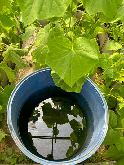 In a greenhouse, a close-up shot captures a blue plastic barrel filled with water, reflecting the surrounding lush green cucumber plants. The plants, with their large, heart-shaped leaves and delicate tendrils, are abundant and healthy, indicating a well-maintained growing environment. The water in the barrel appears clear, with ripples on its surface. The overall scene suggests a focus on horticulture and water management for crop cultivation. The location in Chernoistochinsk, Russia, implies a context where controlled agriculture might be employed due to climatic conditions.