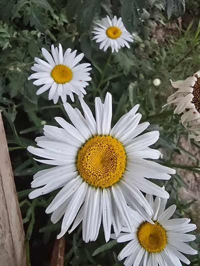 A close-up, top-down shot captures several white daisy flowers with yellow centers against a backdrop of green foliage. One large daisy dominates the foreground, its white petals fanning outwards. Another daisy is partially visible in the bottom right corner, and two more are further back and slightly out of focus. The setting appears to be an outdoor garden. No people are present. The image is from Yangi Nishan, Uzbekistan.