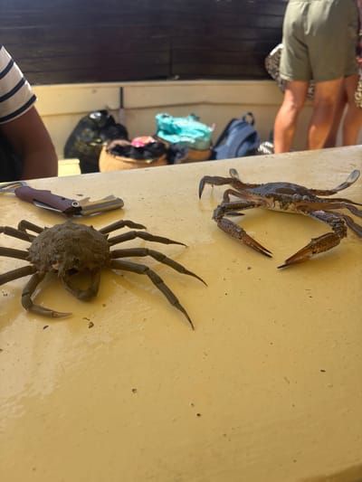 This close-up shot captures two crabs resting on a wet, yellow surface, likely a table, outdoors in Houmt Souk, Tunisia. The crab on the left is a spiky, brown specimen, appearing somewhat camouflaged against the textured surface. Adjacent to it, a shiny, blue-and-brown crab with long legs is positioned to the right, its claws extended. A multi-tool, resembling a bottle opener and corkscrew, lies between the crabs and the viewer. In the background, out of focus, are the legs of several individuals, suggesting a public or recreational setting. A woven basket and bags are also visible, adding to the overall impression of a casual gathering. The lighting indicates a sunny day, casting subtle reflections on the wet surface.