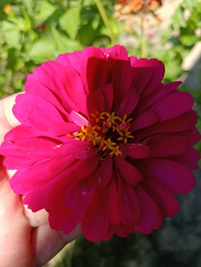 A close-up shot shows a vibrant pink zinnia flower held in a person's hand. The flower's petals are broad and slightly ruffled, displaying a gradient of color from a deep fuchsia at the edges to a lighter pink in the center. The center of the flower features delicate yellow and orange stamens. The background is softly blurred, revealing green foliage and hints of other flowers. The image appears to have been taken outdoors, likely in a garden setting, given the natural lighting and the presence of greenery. The context of the city of Койлык, Kazakhstan is not evident from the visual information provided in the image.
