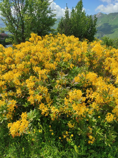 The image captures a vibrant display of yellow azaleas in full bloom, dominating the foreground. The flowers are densely packed, forming a lush carpet of yellow with interspersed green leaves. In the background, tall green trees stand under a bright blue sky dotted with white clouds. Beyond the trees, rolling green hills lead to distant mountains, suggesting a rural or mountainous setting. A small building is partially visible on the left side, and a utility pole or fence post can be seen on the right. The scene is bathed in natural sunlight, creating a lively and picturesque atmosphere. This photograph was taken in the vicinity of Kumlistsikhe, Georgia.