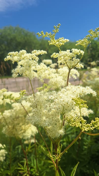 This image captures a close-up view of a cluster of delicate, creamy-white flowers with a feathery appearance, likely a type of meadowsweet or similar botanical specimen. The flowers are arranged in frothy, plume-like clusters atop slender stems. The background is softly blurred, revealing green foliage and a hint of what appears to be a wooden structure, possibly a fence or railing, suggesting an outdoor setting. Above the greenery, a vibrant, clear blue sky is visible. The scene is lit by natural daylight, casting subtle shadows and highlighting the textures of the flowers. The overall impression is one of natural beauty and tranquility, characteristic of a garden or a park. The location within the city of Aviekste, Latvia, is not discernible from the visual information provided.