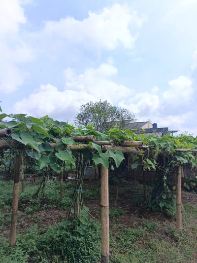 A thriving trellis, constructed of bamboo, overflows with lush green vines and broad leaves. Below, the ground is covered in verdant grass and various low-lying plants. In the distance, a tree and a house with a grey roof are visible under a bright blue sky dotted with fluffy white clouds. The overall scene suggests a bountiful garden.