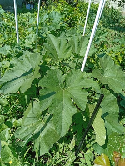 This image shows a close-up view of large, green, deeply lobed leaves of a plant, likely a squash or pumpkin plant, in a garden setting. Several white stakes or poles are visible, supporting the plant's growth. The leaves are broad and textured, with visible veins and serrated edges. Lush green grass and other smaller plants surround the main plant. In the background, a wooden fence and a brick wall can be partially seen, suggesting a residential area. The lighting indicates it is daytime, with sunlight casting shadows on the leaves. The scene appears to be located in Tomai, Moldova, given the context provided. There are no people or animals visible in the image, and no specific actions or interactions are depicted. The focus is on the plant's foliage and its immediate surroundings within a garden.