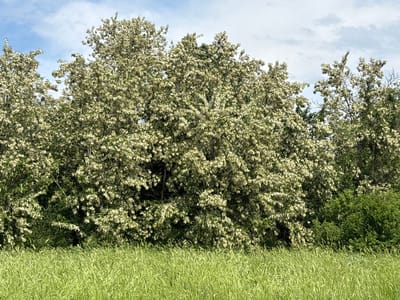 The image depicts a rural scene, likely taken during the daytime, as indicated by the bright sky with scattered clouds. A field of long, green grass occupies the foreground, suggesting a meadow or cultivated area. Behind the field, a line of trees forms a natural barrier. The trees are full with dense white flowers, possibly acacia or a similar flowering tree. The tree in the center is the largest and most prominent, with other smaller trees on either side, with lower green shrubbery. The location is Biaga, Bulgaria. There are no people visible in the image.