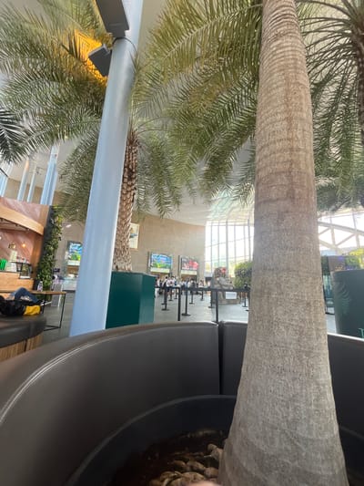 The image shows an interior view of a building with a high, glass-paneled ceiling, possibly an airport terminal or shopping center. Two large palm trees dominate the foreground. One palm tree's trunk is plain while the other's trunk is ribbed. A cylindrical structure, potentially a support column, is adjacent to one of the palm trees. Tables and chairs are visible in the background, suggesting a dining area or waiting lounge. Artwork hangs on the walls of the interior. Some of the tables have people sitting and eating at them. Plants and greenery are incorporated into the design of the space, adding to the ambiance. The location is likely not in Săftica, Romania.