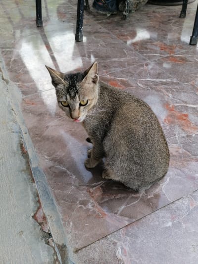 A gray and black tabby cat sits on a reddish-brown tiled surface in what appears to be an outdoor or semi-outdoor location. The cat is positioned towards the center of the image, with its head turned slightly towards the left. It is sticking its tongue out. A concrete ledge is visible on the left edge of the image. In the background, metal chair legs are visible. The marble floor has red veining. The scene likely in Tả Van, Vietnam, is suggestive of a patio or similar tiled outdoor area. No people are visible.