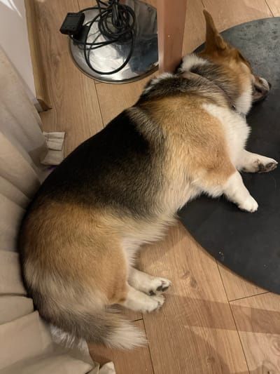 An indoor scene, presumably within the city of Callbach, Germany, depicts a tricolor Pembroke Welsh Corgi dog in a state of rest. The dog is lying on its left side on a light brown wood-grain floor, with its head positioned against a light-colored wooden furniture leg. Its body, primarily black on the back, transitions to tan/brown on the flanks, and white on the underside and paws. A silver-colored collar is visible around its neck. The dog's muzzle is partially visible, with one eye appearing closed. A dark, circular mat is beneath the dog's upper body and head. To the upper left, behind the wooden leg, a silver-toned circular base of an object, possibly a lamp, is visible, on which black electrical cables are loosely coiled alongside a small black rectangular electronic device. A light-colored curtain or fabric hangs vertically along the left edge of the frame, partially obscuring the floor. The dog's hind paws, white with dark pads, are tucked beneath its body.