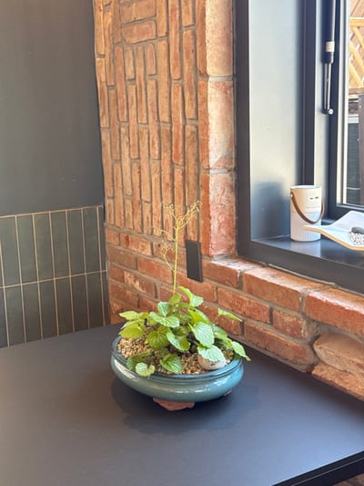 The image depicts an interior scene, likely a commercial establishment such as a cafe or restaurant, located in Jongno-gu, South Korea. The foreground features a flat, dark-colored table surface. Centered on this table is a shallow, oval, teal-colored ceramic pot containing a plant with broad, striped green leaves, surrounded by light-colored pebbles. A single, slender stem extends vertically from the plant, bearing sparse, delicate off-white florets or seed pods. A small, round, light-colored decorative stone is visible within the pot's contents.
The background consists of a textured reddish-brown brick wall on the right and a dark gray wall with vertical dark green tile accents on the left. A black rectangular object, possibly an electrical outlet or control panel, is mounted on the brick wall to the left of a dark-framed window. The window occupies the right side of the frame, allowing natural light to enter. On the windowsill, a cream-colored cylindrical object with a brown carrying handle and two horizontal indicators is placed. To its right, a light-colored, flat tray holds several dark, irregularly shaped stones or objects. Through the window, parts of an outdoor wooden structure are visible. No individuals are present in the scene, and no specific actions or interactions are depicted.