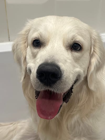 A white Golden Retriever with a black nose is seen close up. The dog's tongue is out and visible. The dog’s eyes are black. Its fur is mostly white, and its expression is content. The background is blurry and white, suggesting an indoor setting. The image is rotated, with the dog's head angled to the side.