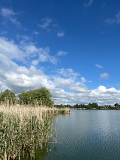 The image depicts a serene lake with a shoreline dominated by tall, dry reeds in the foreground. Beyond the reeds, lush green trees line the opposite bank, interspersed with glimpses of houses, suggesting a semi-rural or suburban setting. The water's surface is calm, reflecting the bright blue sky dotted with fluffy white clouds. The overall scene conveys a peaceful and natural environment.