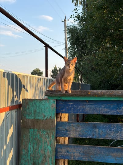 In Петряксы, Russia, a light brown cat with striking green eyes is perched atop a weathered blue and green wooden fence. The cat faces the camera, bathed in the warm glow of the setting sun. Its shadow is cast dramatically against a corrugated metal fence to the left. Behind the cat, a utility pole stands tall, silhouetted against a clear blue sky with a few wispy clouds. Lush green trees provide a natural backdrop, their leaves rustling in the gentle breeze. The scene captures a moment of quiet serenity in a rural Russian setting.