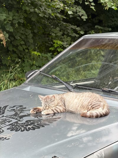 A tabby cat is sleeping on the hood of a car. The car is a light gray color and appears to be parked outdoors, possibly in a rural or semi-rural area. The background consists of lush green trees and vegetation, suggesting a natural or overgrown setting. The cat is curled up, with its eyes closed, appearing relaxed and comfortable on the car's surface. There is a black decal of a winged creature, possibly an eagle or dragon, on the hood of the car, partially beneath the cat. The car's windshield is visible, along with its wipers. The image appears to have been taken during daylight hours. The location is identified as Колычёво, Russia.