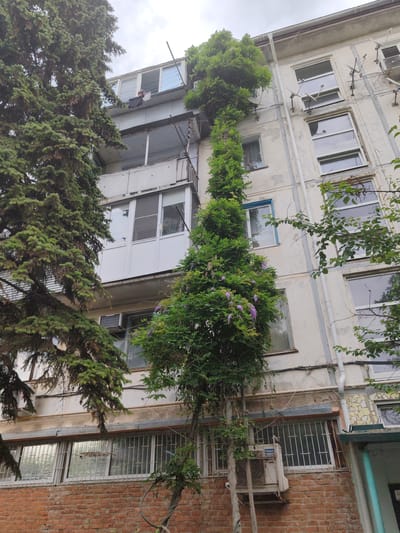 In the city of Loris, Russia, a tall, multi-story building with a beige facade is partially obscured by lush green foliage from two large trees. The building features multiple windows and balconies, with some windows protected by metal bars. An air conditioning unit is visible on the exterior wall. A vine with small purple flowers is growing up the side of the building, reaching towards the upper floors. The sky is overcast, suggesting a cloudy day.