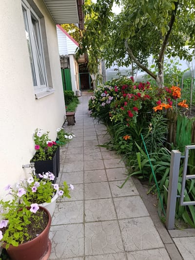 This media file depicts a backyard pathway adorned with potted plants and a vibrant flower bed. The pathway, made of square concrete tiles with an embossed pattern, leads into the distance. To the left, a light-colored building with a window is visible, and near it, several planters hold blooming petunias in shades of pink and purple. Further down the path, more planters contain white and pink flowers.
To the right of the pathway, a lush flower bed bursts with color, featuring an abundance of red roses, orange lilies, and smaller pink and white flowers. Behind the flowers, a green wooden fence is partially visible, and beyond that, a greenhouse structure. A mature tree with green leaves stands over the flower bed, casting dappled shade. A small wooden stool is placed beside the path, near the building. The scene is illuminated by natural light, suggesting it is daytime, possibly late afternoon given the warm lighting. The overall impression is one of a well-maintained and blooming garden, evoking a sense of tranquility and natural beauty. There is no visible text in the image. The location context provided is Mazyr, Belarus.
