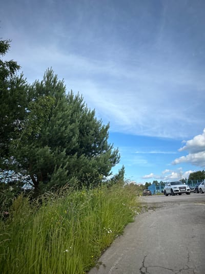 A pine tree stands to the left of a cracked asphalt path. Tall green grass with small white and yellow flowers lines the edge of the path. In the background, several cars are parked. A blue fence is visible behind the cars, and trees form a line in the distance. The sky above is blue with wispy white clouds. The location is in the city of Yubileyny, Russia.
