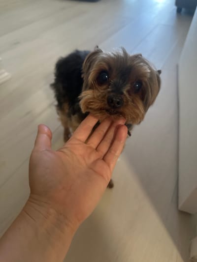 A person's hand is shown reaching towards a small Yorkshire Terrier dog. The dog is looking at the camera with its head tilted. The background appears to be a light-colored floor, possibly wood. The scene is indoors. The image was taken in North Miami Beach, Florida, United States of America.