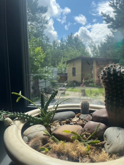 The image depicts a close-up view of a potted succulent arrangement placed on a windowsill, looking out onto a residential yard. The foreground is dominated by the cream-colored ceramic pot filled with various cacti and succulents. Large, smooth river stones and smaller pebbles are arranged amongst the plants. Some of the succulents have green fleshy stems and small spines, while others are rounder and more densely spined, like the large cactus on the right. Dried moss or other fibrous material is visible as a base for some of the plants.

Through the window, a blurred background reveals a typical rural or suburban landscape. A small, light-colored house with a dark rectangular window is visible, surrounded by lush green trees and foliage. The sky is a bright blue with fluffy white clouds, suggesting a sunny day. Part of a wooden fence and some outdoor structures, possibly a shed or other outbuildings, can be discerned in the yard. The overall impression is one of a calm, domestic scene with plants thriving indoors and a view of the outdoors. The specific location in Starozhivotinnoe, Russia, is suggested but not visually confirmed by any identifiable landmarks or signage within the image itself.