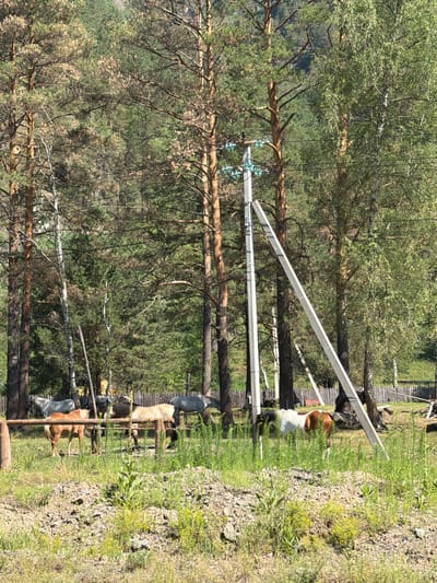 The image captures a rural scene in Turbaza Katun', Russia, featuring several horses in an open field bordered by a wooden fence. In the background, tall pine trees and deciduous trees dominate the landscape, with a dense forest extending up a hillside. A utility pole with power lines is prominently situated in the center of the frame, with one of its support structures leaning at an angle. The ground in the foreground is uneven, covered with rocks and green vegetation, including tall grasses and small yellow wildflowers. The lighting suggests a sunny day.