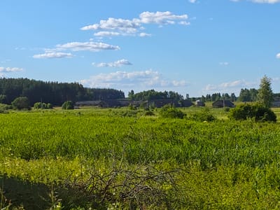 The image depicts a rural landscape in Ковригино, Russia, under a bright blue sky dotted with fluffy white clouds. The scene is dominated by a vast, verdant field of tall green grass or crops, stretching towards a line of buildings in the distance. These structures appear to be agricultural buildings or a small settlement, characterized by dark, weathered roofs and a rustic appearance. They are nestled amongst scattered trees and bushes, forming a distinct treeline that separates the field from the distant forest.
The foreground features an area of denser, wilder vegetation, with dry branches and green foliage creating a natural border to the cultivated field. The sunlight suggests it is daytime, likely late morning or early afternoon, given the bright illumination and clear skies, indicating pleasant weather. There is no discernible activity or people in the image, presenting a tranquil and uninhabited rural panorama. The overall impression is one of peaceful, undeveloped countryside, characteristic of a Russian village setting. No text is visible in the image.