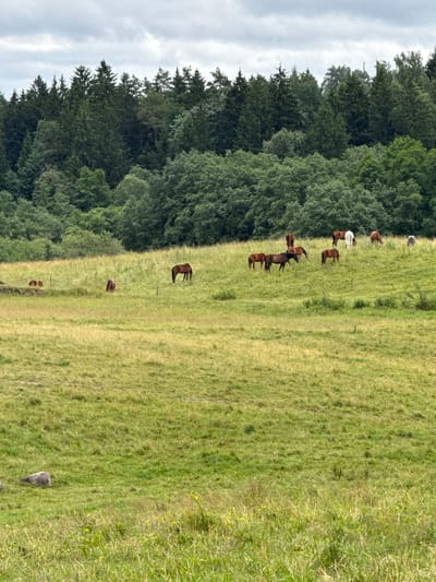 The image depicts a herd of horses grazing in a lush, green pasture. The pasture is situated on a gentle slope, with a dense forest bordering the upper edge of the scene. The sky is overcast, with soft, diffused light illuminating the landscape. In the distance, the trees create a dark green backdrop against the lighter sky. The horses are scattered across the field, some standing and others grazing. The pasture appears to be in Bendoriai, Lithuania, a location known for its picturesque countryside and open fields. The scene is peaceful and serene, with the horses enjoying their natural habitat.