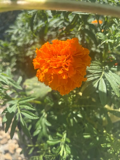 An overhead shot captures a vibrant, fully bloomed orange marigold flower in focus, its ruffled petals a rich tangerine hue. The flower is nestled amongst lush, green marigold foliage, characterized by feathery, pinnately compound leaves. Some of these leaves exhibit a serrated edge and are a deep, verdant green. The background is a soft blur of more green leaves and hints of sunlight dappling through. In the lower left quadrant of the image, the out-of-focus ground appears to be covered in small, light-colored pebbles or gravel. The lighting suggests it is daytime and outdoors, likely in a garden setting. No people or animals are visible in the frame.