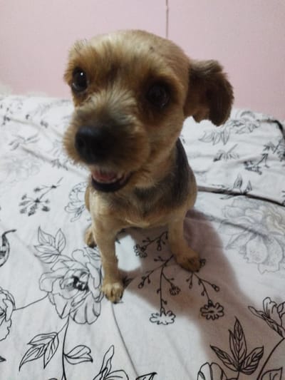 The media file shows a close-up, high-angle, full-body shot of a small, tan-colored dog with dark eyes and a black nose. The dog is sitting on a white surface with a black floral pattern. The dog's mouth is open, appearing to pant, and its tongue is visible. Its ears are perked up. The background is a soft pink, suggesting an indoor setting, possibly a bedroom. The lighting is soft, and the image quality is grainy, indicating it was taken with a low-light camera or at a low resolution. There is no visible text. The overall impression is of a playful or happy dog in a relaxed, domestic environment. The location context provided is Al Ahia', Egypt, which is an area in Hurghada, a coastal city known for its beaches and resorts, suggesting the dog is likely in a home or hotel in that region.