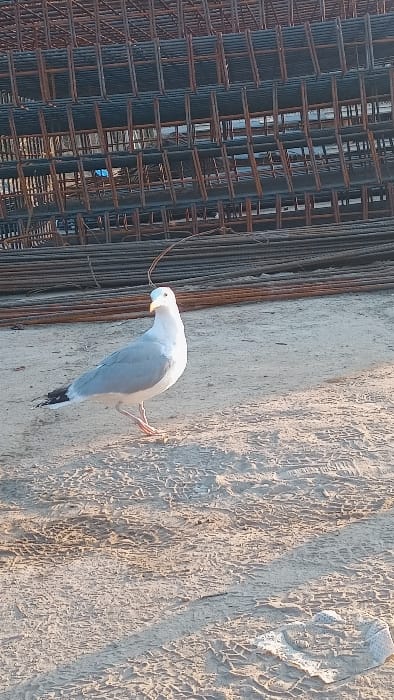 One adult gull, likely a European Herring Gull (Larus argentatus) or similar large species, stands centrally on a light brown, sandy ground. The bird exhibits white plumage on its head and underparts, gray on its back and wings, with black primary feather tips. Its legs are pink, and its beak is yellow. A thin, dark, curved strand, possibly wire or twine, rests atop its head, extending upwards. The ground is imprinted with numerous tire tracks and contains a crumpled white fabric scrap in the lower right foreground. The background is dominated by large quantities of industrial construction materials, specifically rusted rebar bundles and stacked sheets of welded wire mesh. The scene is illuminated by natural sunlight, casting distinct shadows. This environment is consistent with a coastal or port area construction site in Darłowo, Poland, where maritime infrastructure or building development would involve such materials and attract gulls.