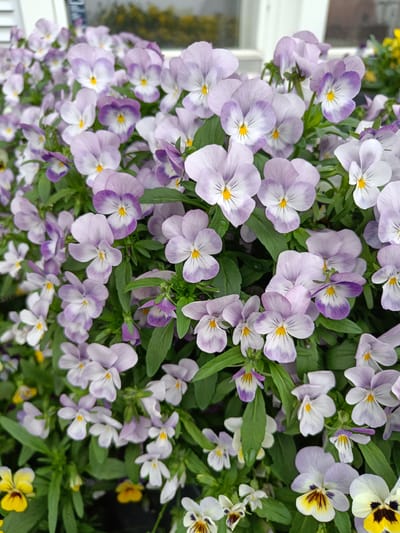 This is a close-up, eye-level, medium shot of a dense bed of blooming violas. The flowers are predominantly light purple and white with yellow centers, and some have darker purple markings. The focus is on the flowers, with a shallow depth of field blurring the background. The background appears to be a building with a white frame and windows, suggesting an outdoor setting, possibly a garden or flower bed near a building. The lighting suggests daytime. There is no visible text in the image. The scene is peaceful and natural, showcasing the beauty of the flowers. The location context provided is Tuusniemi, Finland.