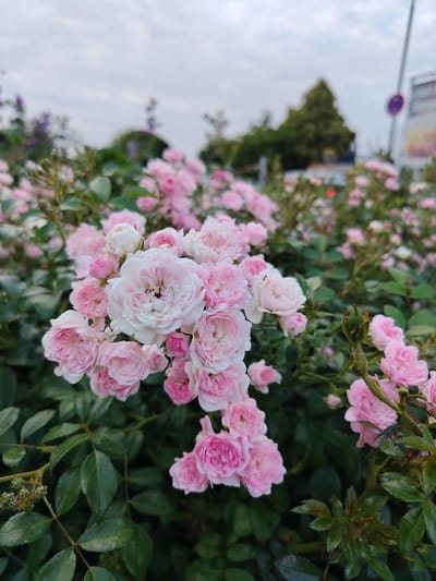 This is a photograph of a dense cluster of small, pink roses in full bloom. The roses are the primary focus, with many individual flowers and buds visible. The background is blurred, showing green foliage, hints of other purple flowers, and a cloudy sky. In the distance, the shapes of trees and a traffic sign are barely discernible. The image appears to be taken outdoors, likely in a garden or park setting within the city of Achern, Germany, given the context. There are no people or animals visible in the image.
