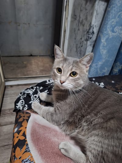 A close-up, slightly tilted shot captures a domestic shorthair cat with light gray tabby markings and bright yellow eyes. The cat is lying down, its head tilted towards the camera, looking directly at the viewer with an alert and curious expression. Its ears are perked up, and its white whiskers are prominently displayed. The cat's fur appears soft and well-groomed.

The cat is resting on a patterned fabric surface. The visible part of the fabric features a black and white floral design interspersed with orange floral patterns and some abstract grey and blue elements. Behind the cat and to the left, there are stacked rolls of material, possibly wallpaper, with a blue and white floral pattern on the top roll and a grey, marble-like pattern on the roll beneath. The background also shows what appears to be a grey wall or paneling with some faint reddish-brown marks, possibly from previous staining. The overall setting suggests an indoor environment, perhaps a home or a storage area.

The lighting appears to be artificial, casting a soft glow on the cat and its surroundings. There is no visible text in the image. The time of day and weather conditions are not discernible. The image focuses on the cat's captivating gaze and its immediate resting place.