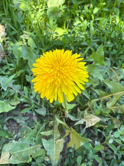 A close-up, high-angle shot captures a vibrant yellow dandelion in full bloom. The flower, centrally positioned, displays a dense arrangement of petals radiating outwards. It is surrounded by a lush carpet of green grass and foliage, with some dried leaves scattered on the ground. The natural lighting suggests an outdoor setting, likely in a grassy area within the city of Ak-Döbö, Kyrgyzstan. No people or animals are visible in the frame. The focus is on the detailed texture and bright color of the dandelion against the varied greens of its natural habitat.