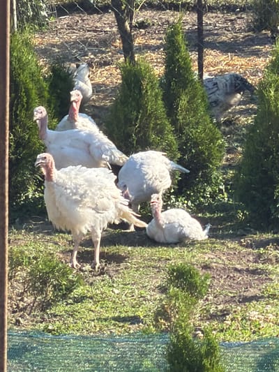 The image depicts a farmyard scene with several turkeys scattered amongst manicured coniferous trees and dry ground cover. In the foreground, a white turkey stands with its head turned to the left, its wattle prominent. Behind it, another white turkey stands with its head lowered, partially obscured by the first turkey. To the right, a third white turkey is seen from the rear, also standing. In the mid-ground, two more white turkeys are visible; one is standing and facing away from the camera, while the other is lying down on the ground. Further in the background, a turkey with grey and white plumage is partially visible behind a coniferous tree, and a white chicken is visible behind another tree. The environment appears to be an outdoor enclosure, possibly a farm or rural property. There is no indication of the specific location in Uhersko, Ukraine.