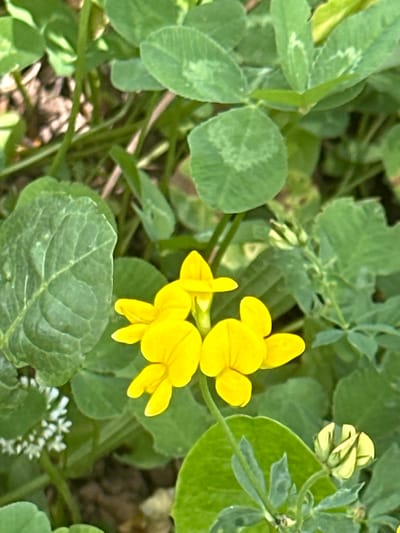 This is a close-up, eye-level shot of yellow flowers and green clover leaves. The yellow flowers, appearing to be a species of Lotus or similar legume, have a distinct butterfly-like shape with rounded petals. Two open flowers are prominently featured, with their petals unfurled, showcasing their vibrant yellow hue. A cluster of unbloomed, pale green buds is visible in the upper right corner, suggesting the ongoing blooming process. The leaves are trifoliate, characteristic of clover, and are a lush green color with subtle lighter markings on some of the leaflets. The background is a soft blur of more green foliage and hints of brown earth or mulch, indicating an outdoor natural setting. There are also very small white flowers in the lower right of the frame, adding a delicate contrast to the larger yellow blooms and green leaves. The lighting appears natural and bright, suggesting it was taken during the daytime, likely on a clear or partly cloudy day, without harsh shadows. No people, text, or specific time of day cues are visible, focusing the attention entirely on the botanical details of the scene. The overall impression is one of natural beauty and the subtle details of flora in a garden or meadow.