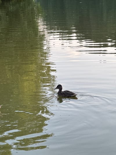 A single duck swims in a calm body of water, likely a pond or lake, with reflections of trees and the sky visible on the surface. The duck, appearing to be a female mallard, is facing left and leaving a slight wake behind it. The water on the left side of the image is a murky green, suggesting depth or the presence of algae, while the right side is lighter and reflects the sky. The scene is natural and peaceful, suggesting an outdoor setting such as a park or nature reserve. There are no people or man-made structures immediately visible in the frame. The location is specified as Podvyaznovsky, Russia.