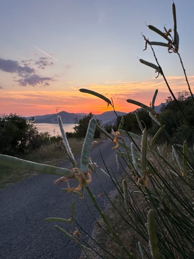 This is a photograph of a sunset over a body of water, likely the Bay of Kotor, as seen from Čelobrdo, Montenegro. In the foreground, dry, fuzzy seed pods and tall, thin green stalks of a plant are prominent, some angled towards the camera and others extending upwards into the frame. A paved path runs diagonally from the lower left to the middle of the image. Beyond the path, a body of water reflects the colors of the sunset. In the distance, hills and mountains are silhouetted against the horizon, with some buildings visible on the slopes. The sky displays a gradient of colors, from soft pinks and oranges near the horizon to pale blue at the top, with wispy clouds and a faint contrail from an airplane. The overall scene is a natural landscape at dusk.