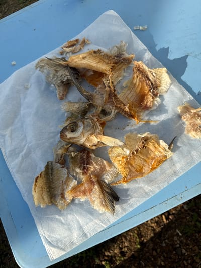 A close-up, overhead shot shows the desiccated remains of a small fish, likely a perch, discarded on a white paper towel. The fish has been picked clean of its flesh, leaving behind its skeletal structure, scales, and dried skin. The bones are brittle and appear to have been sun-dried. The fish's head, with its sunken eye, is clearly visible. Several fins, including a dorsal fin and a caudal fin, are intact. The paper towel is slightly wrinkled and has a few stray pieces of fish scale scattered on it. The paper towel rests on a light blue, flat surface, possibly a table or tray, which is outdoors. The background shows blurred green foliage and dark soil, indicating an outdoor setting, perhaps a park or yard. The lighting suggests it is daytime, with a shadow of an unseen object cast on the blue surface. The image is sharp and focused on the fish remains. The scene provides no indication of the city of Чуй-Атасево, Russia, nor any human presence.