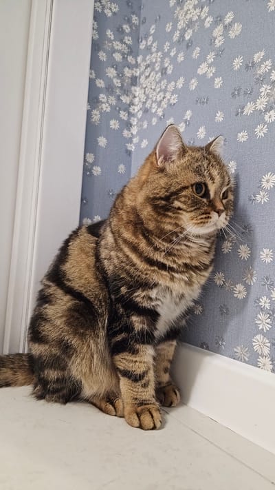 A brown tabby cat is sitting in an upside-down perspective on a floral patterned surface with a white corner edge. The cat's front paws are folded close to the white edge. The cat is looking up and to the left, with a portion of its tail visible at the bottom of the image. The location is Yerzovka, Russia.