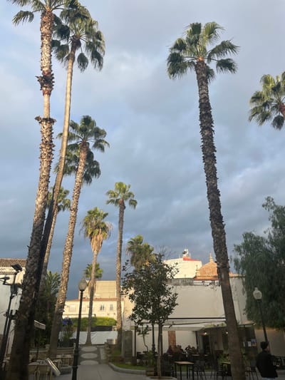The image captures a street or plaza scene dominated by numerous tall palm trees under a dramatic, overcast sky. The photograph is taken from a low angle, emphasizing the towering heights of the palm trunks and their fronds against the cloudy backdrop.
In the foreground and midground, multiple palm trees with rugged, textured trunks line a paved area. Their green fronds, some appearing windswept, extend upwards. Among the trees and along the right side of the frame, there is an outdoor seating area featuring several tables and chairs. A few people are visible at these tables, seemingly seated and engaged in conversation or dining. Street lamps are also interspersed within the scene. Smaller trees and green foliage provide additional greenery.
In the background, behind the palm trees and seating area, various buildings with light-colored facades are visible. One prominent building features a distinctive terracotta-tiled dome or cupola, indicative of traditional Spanish architecture. Another building shows a red-tiled roof. The sky is heavily overcast with dark grey clouds, suggesting either an impending storm or a particularly cloudy day. Despite the dramatic sky, the scene appears calm, with people relaxing outdoors.
No discernible text is visible in the image. The architectural style, the presence of numerous palm trees, and the outdoor dining setup are characteristic of a Southern European urban environment, consistent with the given location context of Mérida, Spain. The time of day appears to be daytime, characterized by the diffused light from the overcast sky.