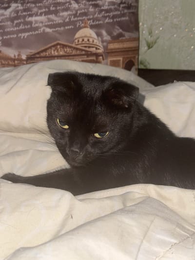 A black cat with yellow eyes is nestled into a white blanket. The cat's ears are folded down, a characteristic of Scottish Fold cats. The scene is set indoors, with the cat appearing comfortable and relaxed. The lighting suggests it could be daytime or evening, as there are no strong shadows. To the left of the cat, a patterned blanket or cloth is visible, featuring an image of a classical building and text in French. The text includes phrases like "par la haine, par le sentiment," "considère la réunion d'hommes distingués," and "nous apparaît comme un Panthéon des vivants." The overall mood is peaceful and cozy.