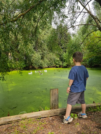 A young boy, viewed from the back, stands on a dirt path near a wooden fence. He wears a dark blue t-shirt, grey shorts, and sandals. He is looking out over a pond covered in bright green algae. Several geese swim in the pond. The pond is surrounded by lush green trees.