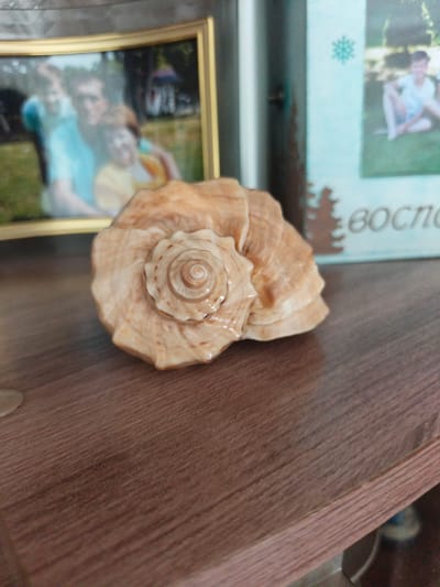 This media file features a close-up shot of a large, light-brown seashell positioned on a wooden surface, likely a shelf. The seashell has a prominent spiral structure with visible ridges and a glossy finish.
In the background, two framed pictures are visible. The picture on the left, partially obscured by the seashell, is a family photograph depicting three people, two adults and a child, smiling. The picture on the right is a lighter blue frame with a snowflake graphic at the top and a silhouette of a tree. Inside this frame, a child is visible sitting on a grassy area. Partially visible text in Cyrillic script, "воск...", is present on the blue frame.
The overall scene suggests a domestic setting, possibly a home in Sukhodol, Russia. The lighting indicates it is daytime. The focus is primarily on the seashell, with the background elements providing context and depth. There is no discernible activity taking place, and the mood is neutral and decorative.
