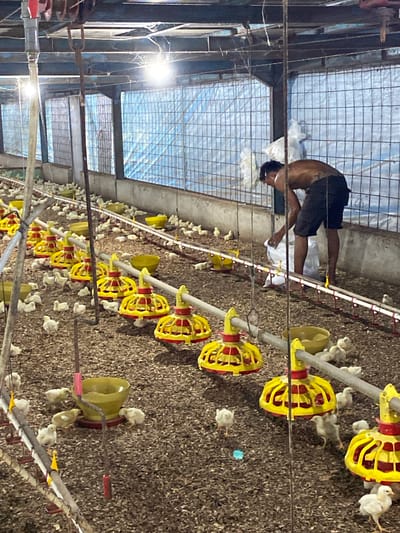 The image depicts a chicken coop with numerous young chicks scattered on a floor covered with wood shavings. Several yellow and red feeders are visible, some containing feed. A shirtless person, appearing to be male, is in the background, tending to a white bag, possibly refilling a feeder. The environment is an enclosed space with blue netting or sheeting covering the upper portions of the walls, and metal framing supporting the structure. Lighting fixtures are present, providing illumination. The scene is consistent with a poultry farm, likely in a rural or agricultural setting. No specific landmarks or context for Palohdama, Indonesia are discernible from the image itself.