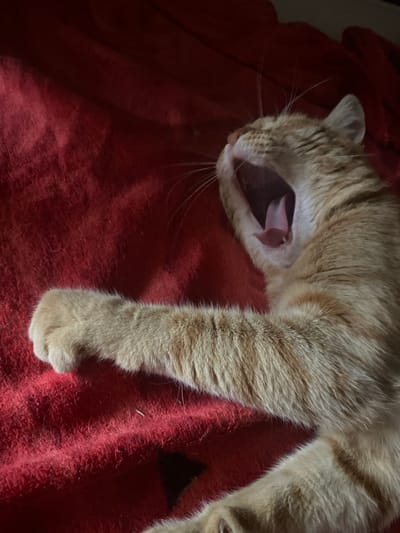 An orange tabby cat is captured in a wide yawn, its mouth open to reveal its tongue and teeth. The cat is lying on a textured red surface, which appears to be a blanket or rug. Its front left paw is extended forward, resting on the red surface. The cat's fur shows variations in orange and cream stripes. The background is a dark red, creating a contrast with the cat's fur. The image is taken from a slightly elevated angle, looking down on the cat. There is no discernible urban environment; the scene is contained entirely within the frame of the cat and its immediate surroundings.