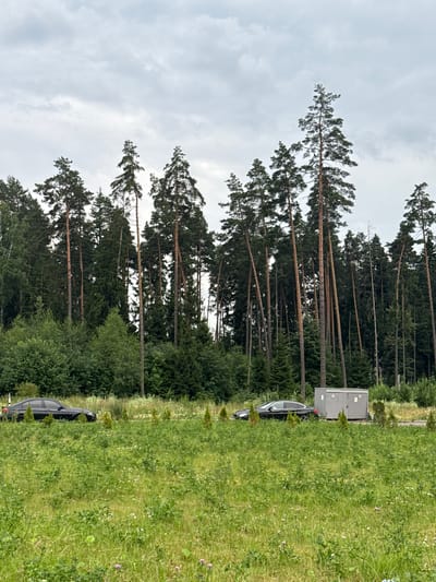 The image shows a natural landscape with a dense forest of tall pine trees bordering a grassy field. Two black sedans are parked near a gray utility structure at the edge of the field. The sky is overcast with clouds. The location is identified as Nicolo-Uryupino, Russia.