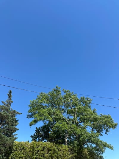 The media file shows a low-angle view of a clear blue sky with trees and power lines. The subjects are trees, a clear sky, and power lines. The setting appears to be outdoors, likely in a residential or natural area. There is no activity or event taking place, as the image is a still shot.
Notable details include the bright, clear blue sky, suggesting daytime with good weather. The trees are lush and green, indicating a warm season. The presence of power lines suggests an urban or suburban environment within the Town of Riverhead, USA. The perspective looking upwards creates a sense of looking towards the vastness of the sky. No text is visible in the image.