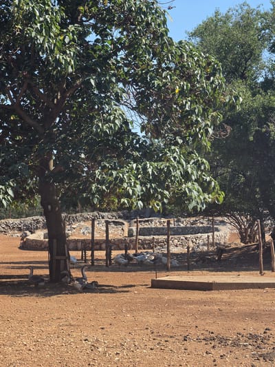A group of domestic geese are gathered on a wooden structure next to a stone wall. The geese appear to be resting or waiting. The scene is outdoors, with a large tree providing shade in the foreground. The ground is covered in dirt and small stones, suggesting a rural or undeveloped area. The lighting indicates it is daytime, possibly late afternoon due to the shadows cast. The background consists of more trees and a clear blue sky. There is no visible text in the image. The overall impression is one of a peaceful, rural setting.
